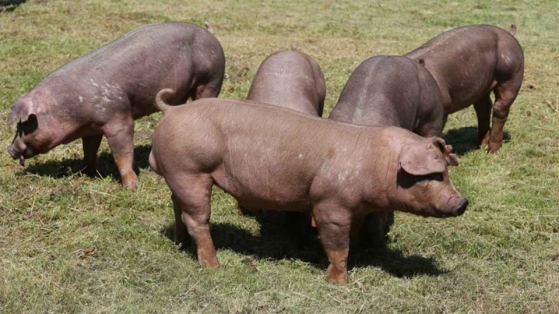 media/image/Premium-Duroc-Schweine.jpg